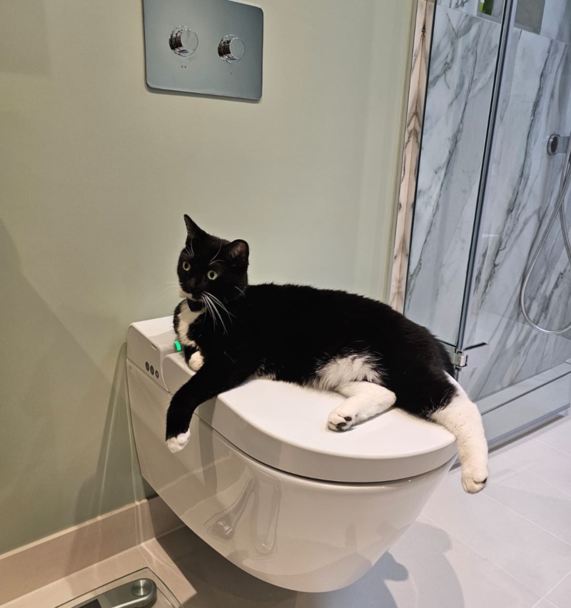 Black and white cat sitting on a wall-hung toilet in a green wet room